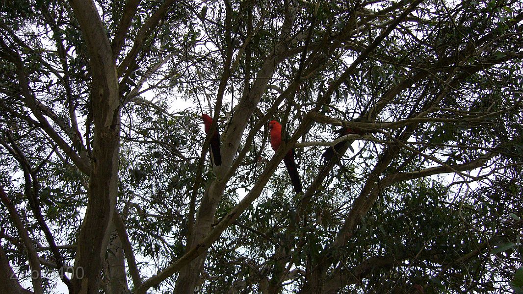 20-King Parrots add colour to the Otways.JPG